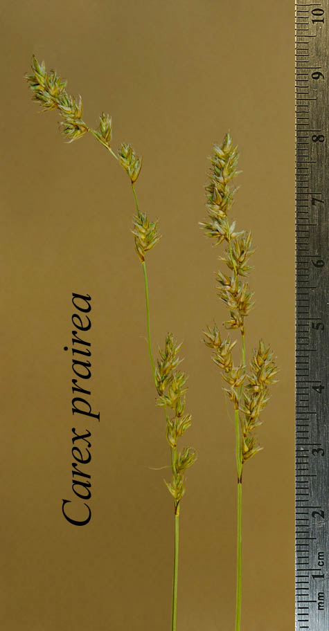 Inflorescence of Carex prairea