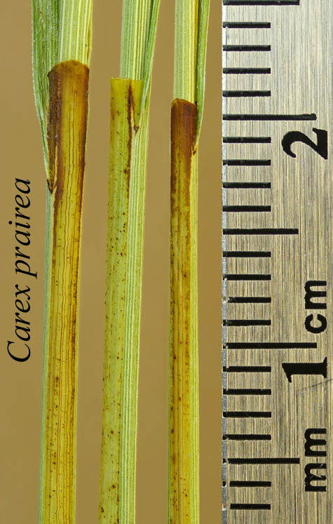 Sheaths of Carex prairea