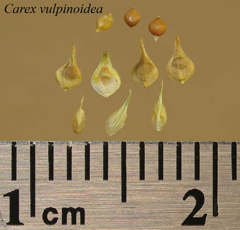Achenes, perigynia and scales of Carex vulpinoidea
