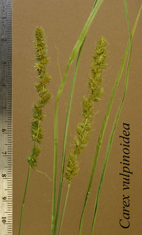 Inflorescences of Carex vulpinoidea