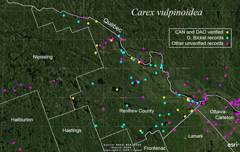 An occurrence map of Carex vulpinoidea in Renfrew County