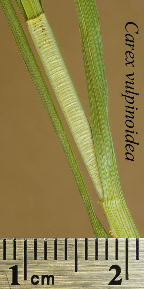 Leaf sheath of Carex vulpinoidea