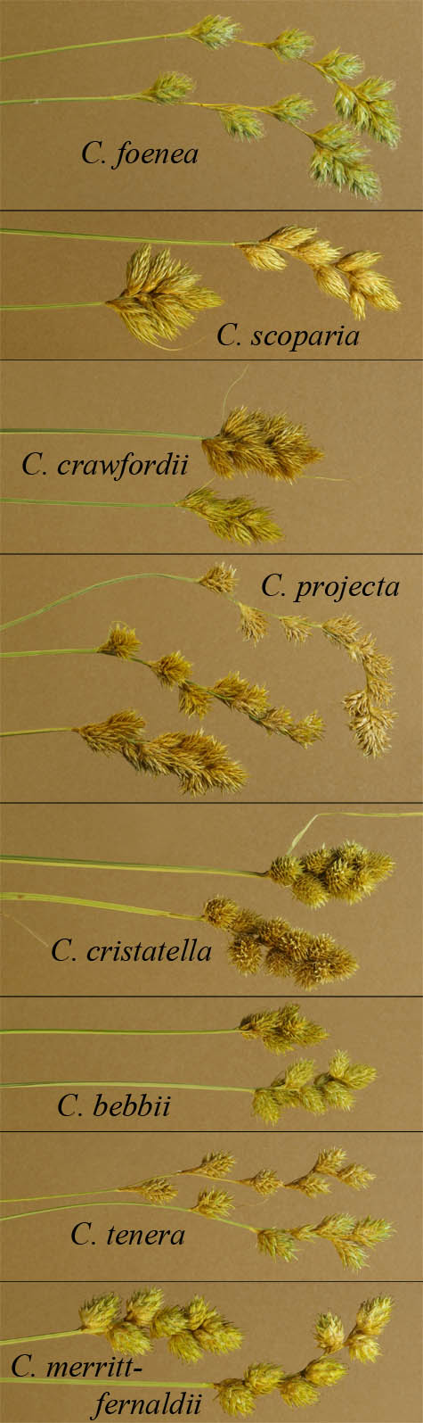 Comparison of inflorescences of Section Ovales
