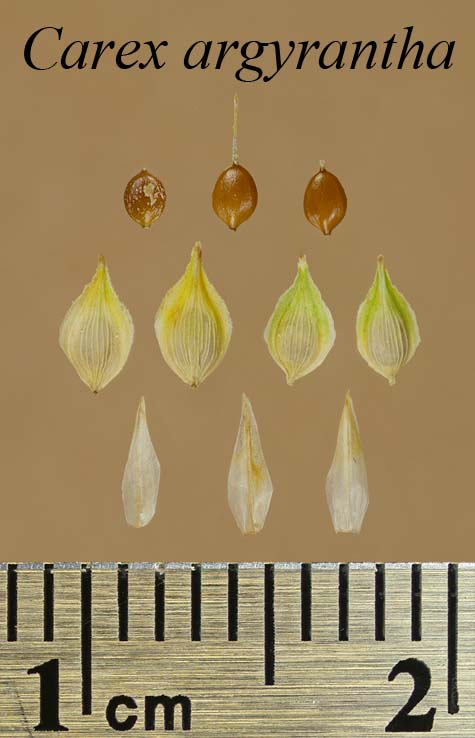 Achenes, perigynia and scales of Carex argyrantha