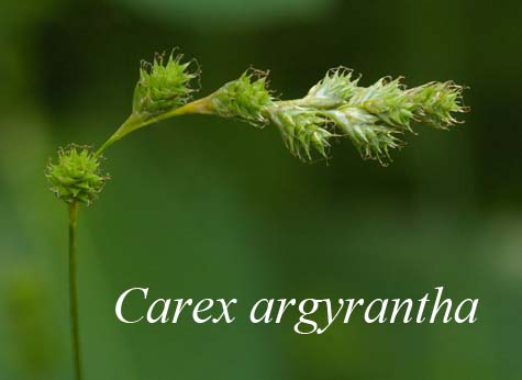 Inflorescences of Carex argyrantha