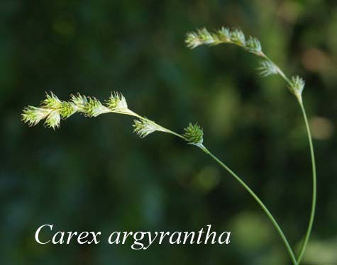 Inflorescences of Carex argyrantha