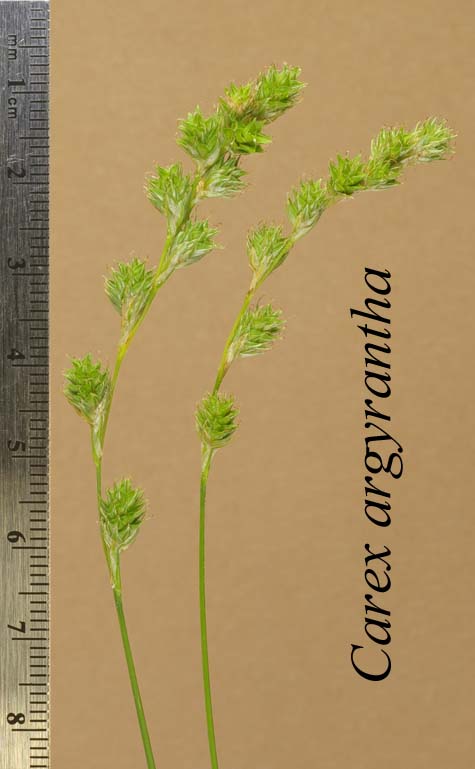 Inflorescences of Carex argyrantha