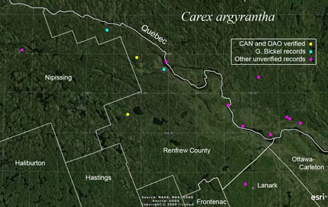 An occurrence map of Carex argyrantha in Renfrew County