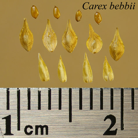 Achenes, perigynia and scales of Carex bebbii