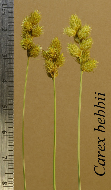 Inflorescences of Carex bebbii