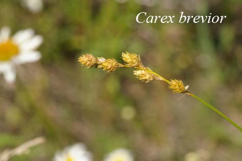 Inflorescences of Carex brevior