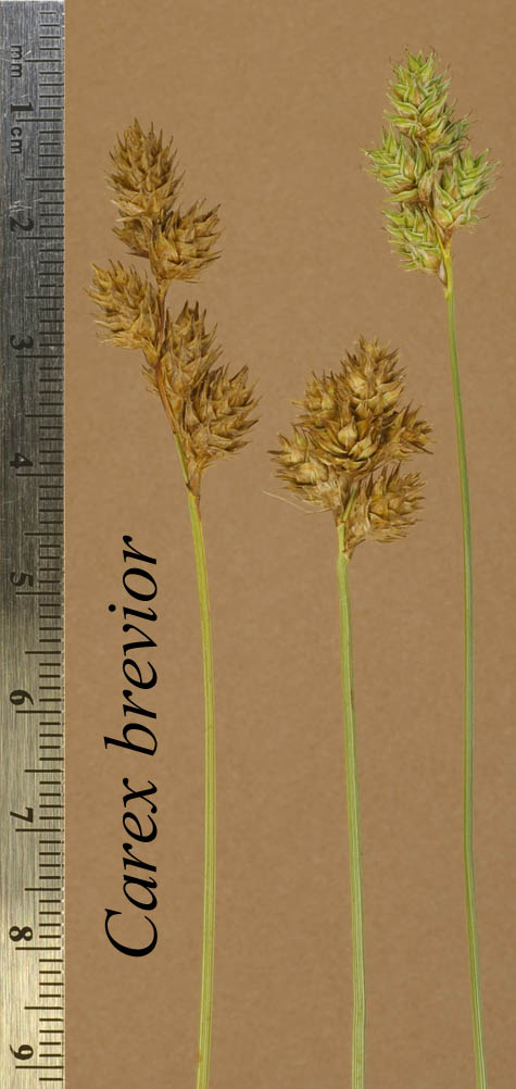 Inflorescences of Carex brevior
