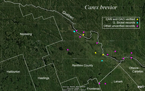 An occurrence map of Carex brevior in Renfrew County