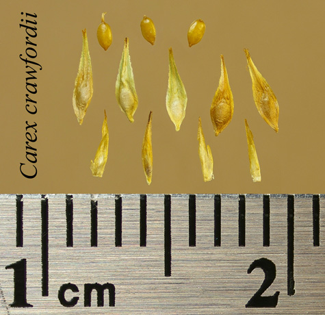 Achenes, perigynia and scales of Carex crawfordii