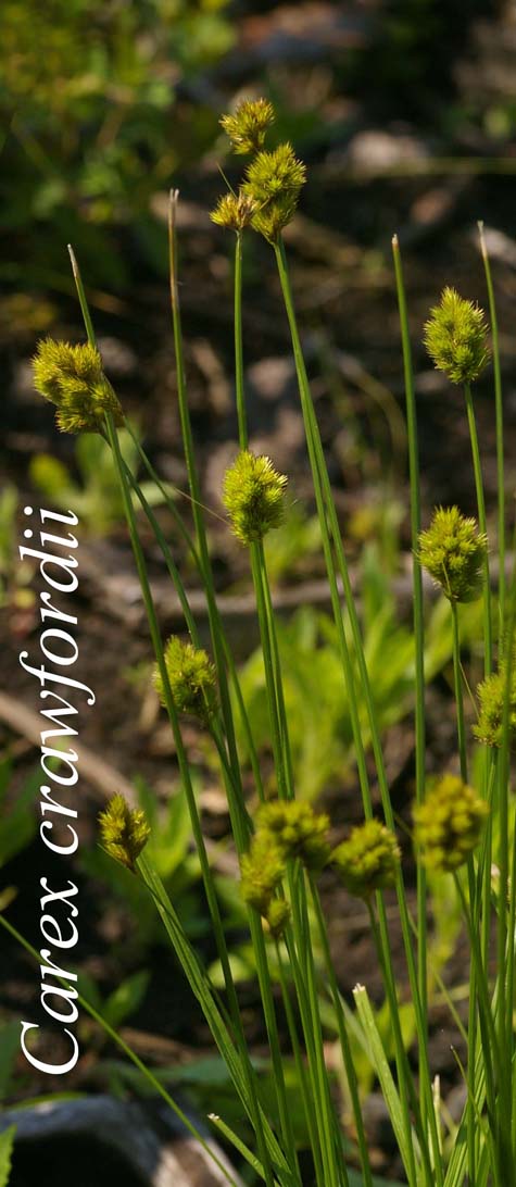 Habit of Carex crawfordii