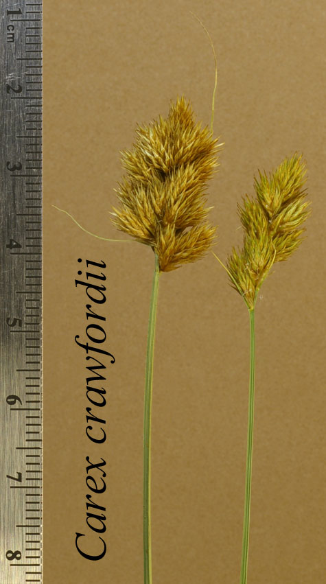 Inflorecences of Carex crawfordii