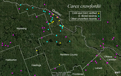 An occurrence map of Carex crawfordii in Renfrew County