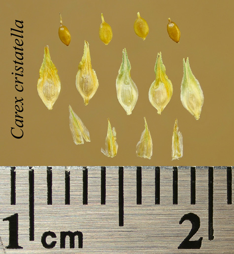 Achenes, perigynia and scales of Carex cristatella