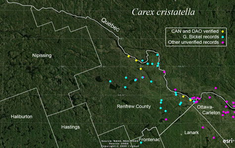 An occurrence map of Carex cristatella in Renfrew County