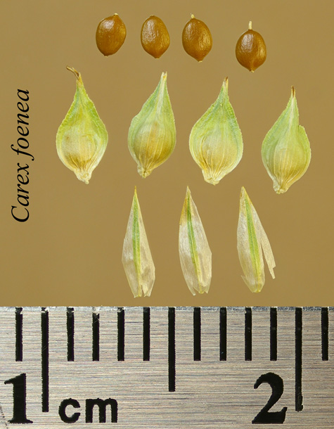 Achenes, perigynia and scales of Carex foenea