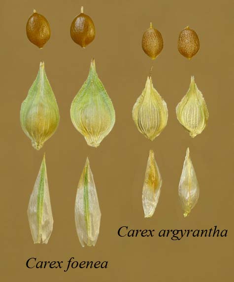 Comparison of achenes, perigynia and scales for C. foenea and C. argyrantha