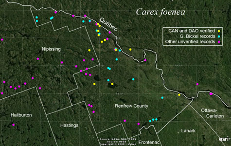 An occurrence map of Carex foenea in Renfrew County