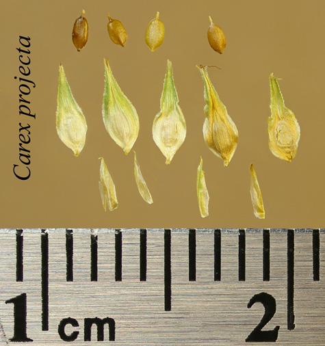 Achenes, perigynia and scales of Carex projecta