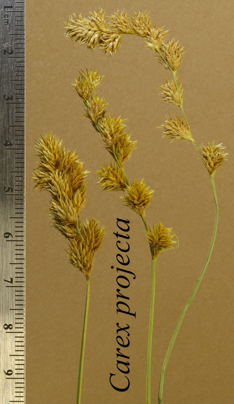 Inflorecences of Carex projecta