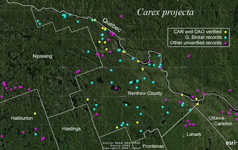An occurrence map of Carex projecta in Renfrew County