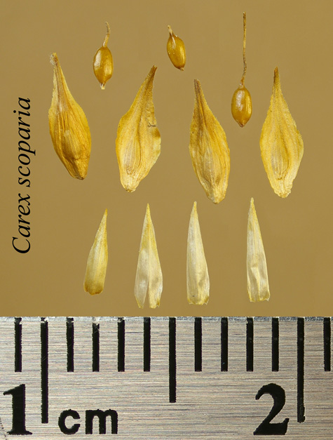 Achenes, perigynia and scales of Carex scoparia