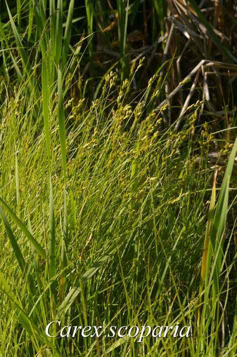 Habit of Carex scoparia
