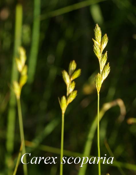 Inflorecences of Carex scoparia