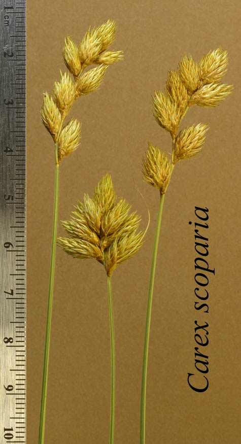 Inflorecences of Carex scoparia