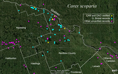 An occurrence map of Carex scoparia in Renfrew County
