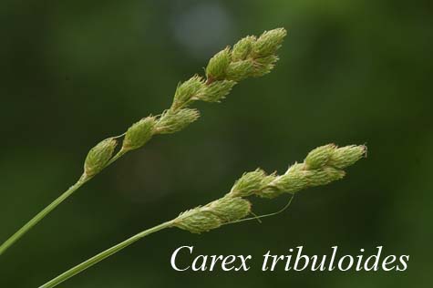 Inflorescences of Carex tribuloides