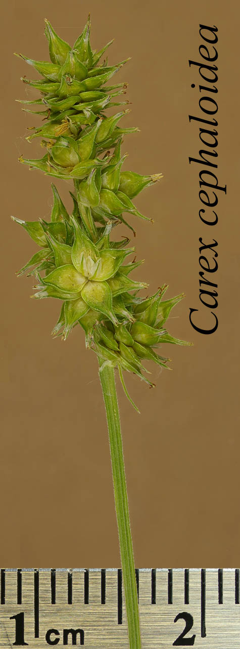 Inflorescence of Carex cephaloidea