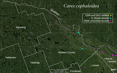 An occurrence map of Carex cephaloidea in Renfrew County