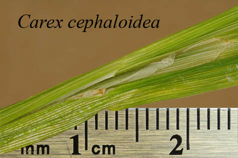 Leaf sheaths of Carex cephaloidea