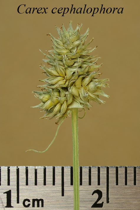 Inflorescence of Carex cephalophora