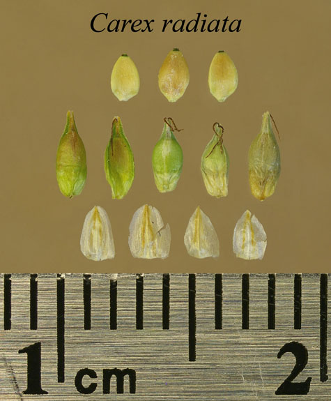 Achenes, perigynia and scales of Carex radiata