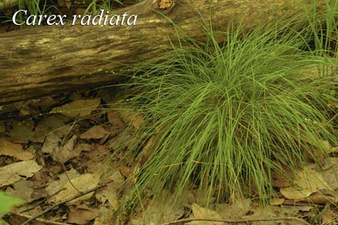 Habit of Carex radiata