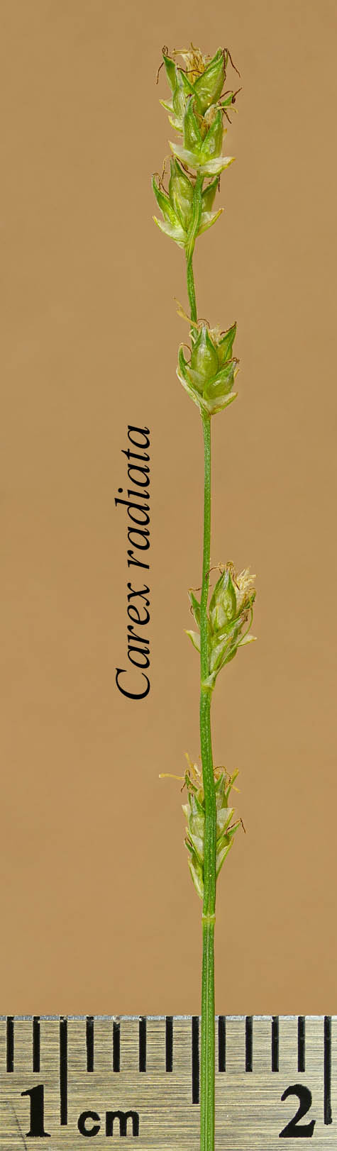 Inflorescence of Carex radiata