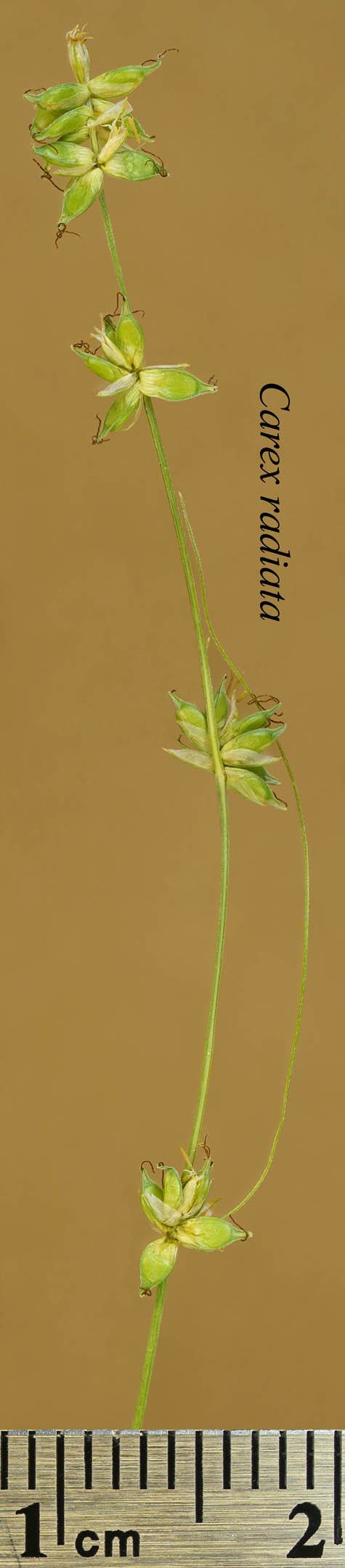 Inflorescence of Carex radiata
