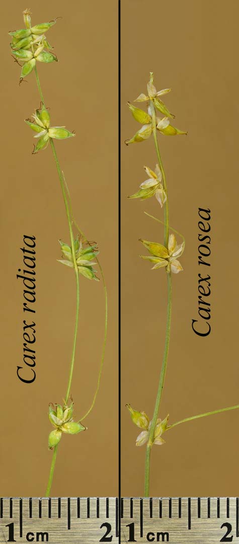 Comparison of Carex rosea and Carex radiata inflorescence