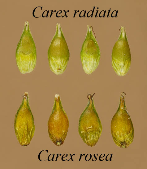 Comparison of Carex rosea and Carex radiata perigynia