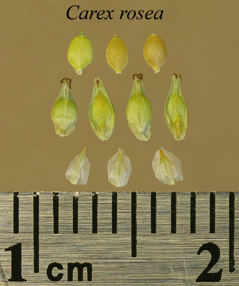 Achenes, perigynia and scales of Carex rosea