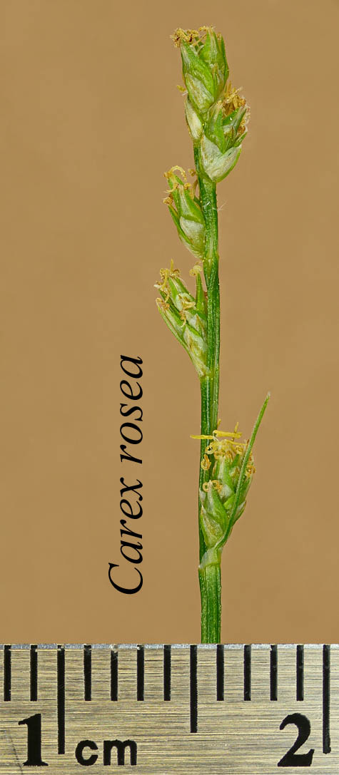 Inflorescence of Carex rosea