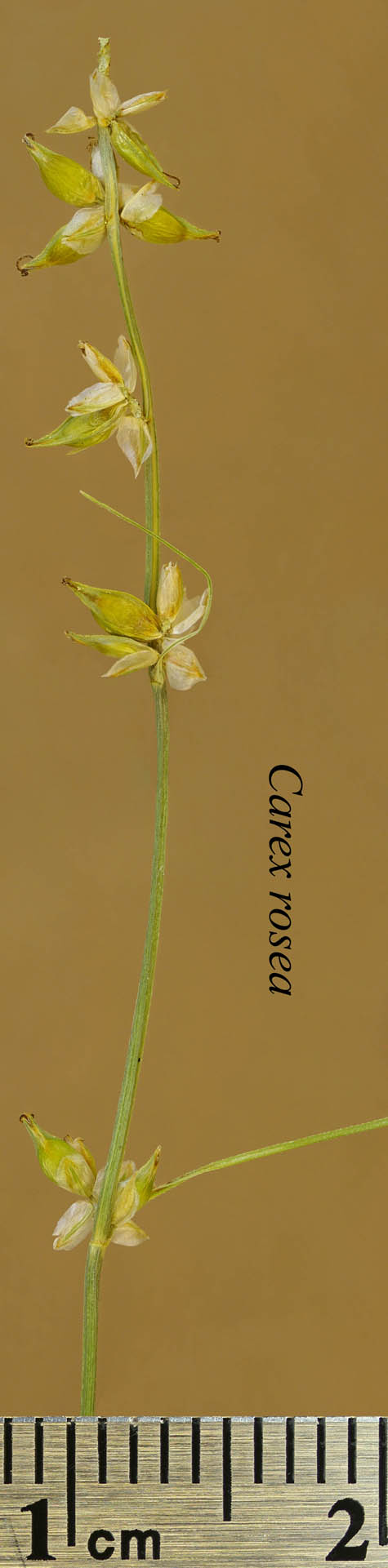 Inflorescence of Carex rosea
