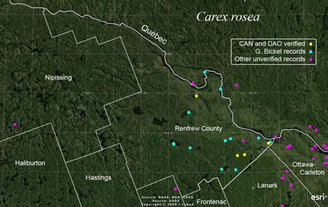An occurrence map of Carex rosea in Renfrew County