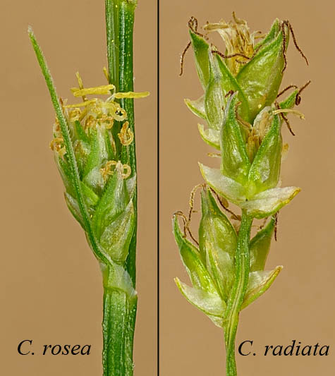 Comparison of Carex rosea and Carex radiata spikelets